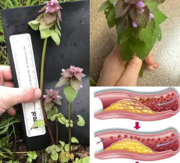 Cette « mauvaise herbe » que vous arrachez sans réfléchir est en réalité un super-aliment puissant 1 Cette « mauvaise herbe » que vous arrachez sans réfléchir est en réalité un super-aliment puissant Capture decran 2025 06 17 021753 1 e1750141503684 Cette « mauvaise herbe » que vous arrachez sans réfléchir est en réalité un super-aliment puissant