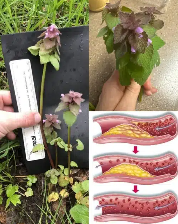 Cette « mauvaise herbe » que vous arrachez sans réfléchir est en réalité un super-aliment puissant 2 Cette « mauvaise herbe » que vous arrachez sans réfléchir est en réalité un super-aliment puissant Capture decran 2025 06 17 021753 Cette « mauvaise herbe » que vous arrachez sans réfléchir est en réalité un super-aliment puissant