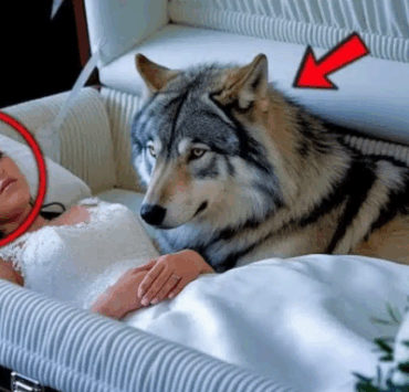 Le loup refuse de quitter le cercueil… et sauve la vie de la femme qu’il aimait 4 Le loup refuse de quitter le cercueil… et sauve la vie de la femme qu’il aimait Capture decran 2025 06 17 022033 e1750141537753 Le loup refuse de quitter le cercueil… et sauve la vie de la femme qu’il aimait