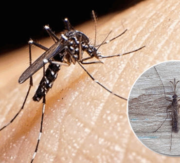 Deux Québécois morts à cause d’insectes 2 Deux Québécois morts à cause d’insectes montage final 1750640046 Deux Québécois morts à cause d’insectes