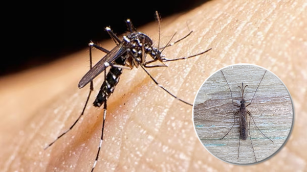 Deux Québécois morts à cause d’insectes 1 Deux Québécois morts à cause d’insectes montage final 1750640046 Deux Québécois morts à cause d’insectes