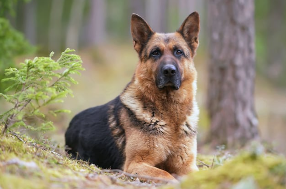 Capture decran 2025 07 08 073257 Il traîne son chien derrière sa voiture… sa maison est incendiée en représailles