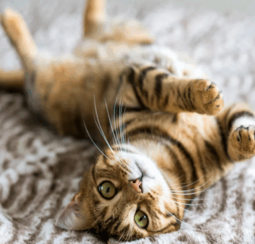 Combien de temps peut-on laisser un chat seul à la maison ? 4 Combien de temps peut-on laisser un chat seul à la maison ? Capture decran 2025 07 09 040426 Combien de temps peut-on laisser un chat seul à la maison ?