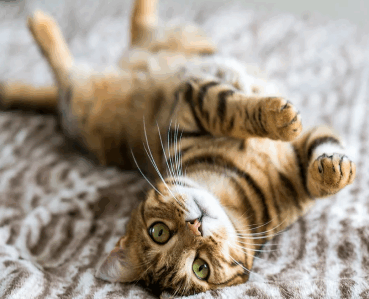 Capture decran 2025 07 09 040426 Combien de temps peut-on laisser un chat seul à la maison ?