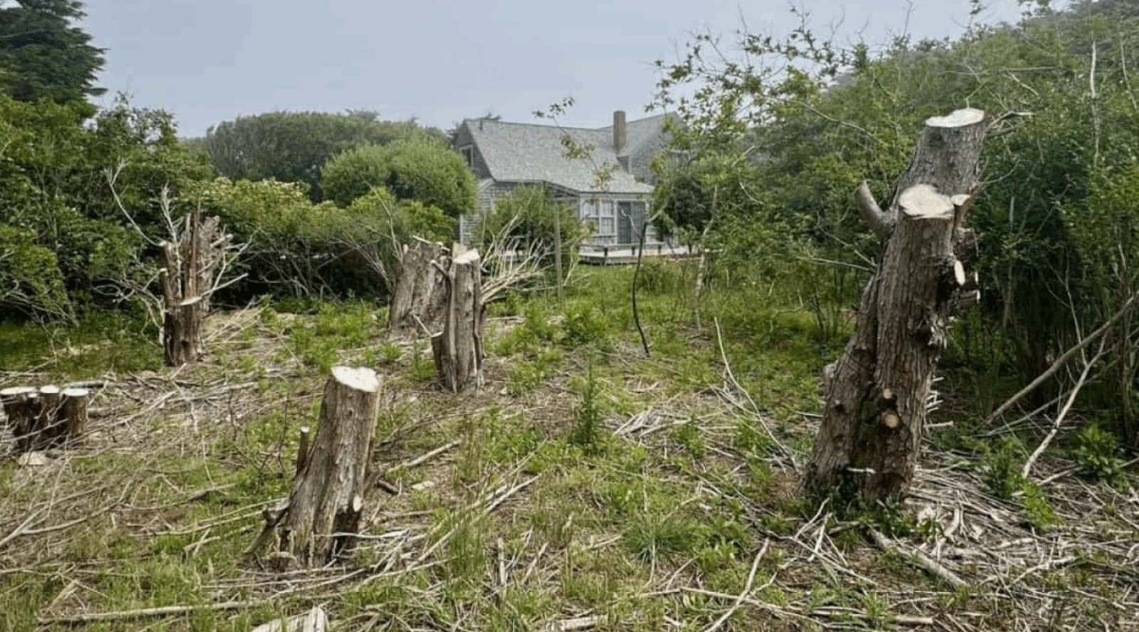 Il coupe 16 arbres centenaires sur le terrain de sa voisine… juste pour avoir une meilleure vue sur l’océan ! 1 Il coupe 16 arbres centenaires sur le terrain de sa voisine… juste pour avoir une meilleure vue sur l’océan ! Capture decran 2025 07 09 053157 Il coupe 16 arbres centenaires sur le terrain de sa voisine… juste pour avoir une meilleure vue sur l’océan !