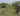 Capture decran 2025 07 09 053157 Il coupe 16 arbres centenaires sur le terrain de sa voisine… juste pour avoir une meilleure vue sur l’océan !
