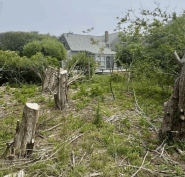 Capture decran 2025 07 09 053157 Il coupe 16 arbres centenaires sur le terrain de sa voisine… juste pour avoir une meilleure vue sur l’océan !