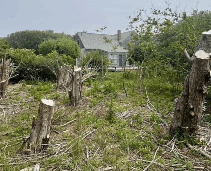 Capture decran 2025 07 09 053157 Il coupe 16 arbres centenaires sur le terrain de sa voisine… juste pour avoir une meilleure vue sur l’océan !