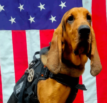 Tragédie en Géorgie : un chien policier meurt de chaud après avoir été oublié dans une voiture en plein soleil 2 Tragédie en Géorgie : un chien policier meurt de chaud après avoir été oublié dans une voiture en plein soleil Capture decran 2025 07 17 032649 Tragédie en Géorgie : un chien policier meurt de chaud après avoir été oublié dans une voiture en plein soleil