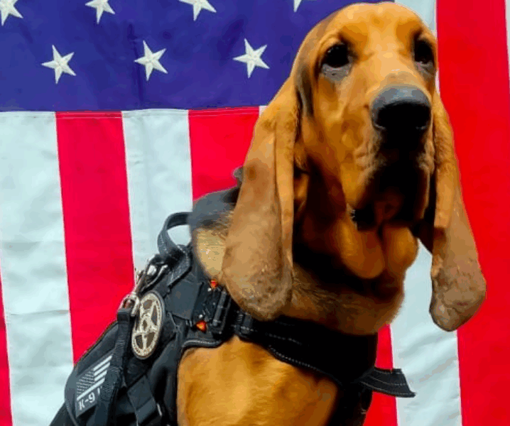 Capture decran 2025 07 17 032649 Tragédie en Géorgie : un chien policier meurt de chaud après avoir été oublié dans une voiture en plein soleil