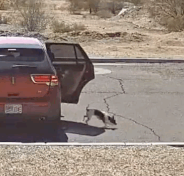 Capture decran 2025 07 21 032635 Une caméra filme un homme abandonnant son chiot avec un "bye bye" glaçant — les images brisent le cœur du web