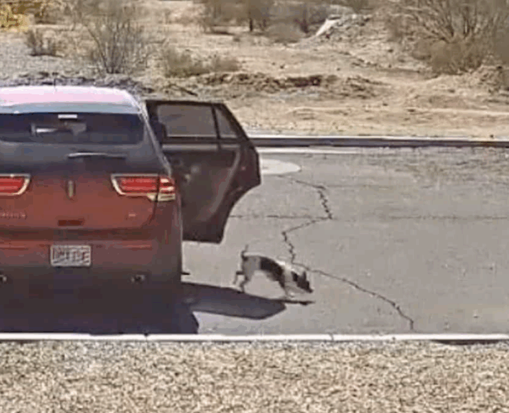 Capture decran 2025 07 21 032635 Une caméra filme un homme abandonnant son chiot avec un "bye bye" glaçant — les images brisent le cœur du web