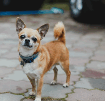Capture decran 2025 07 28 021659 Il tue son chihuahua en le mettant vivant dans un four allumé parce qu’il aboyait trop