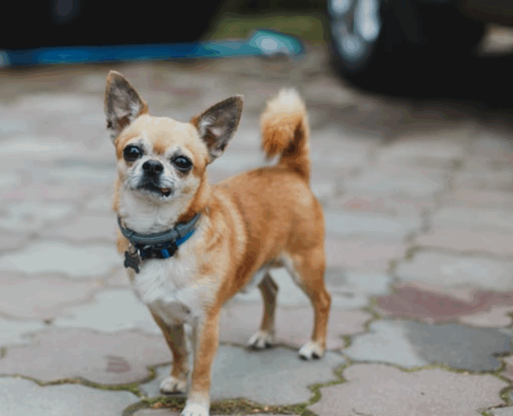 Capture decran 2025 07 28 021659 Il tue son chihuahua en le mettant vivant dans un four allumé parce qu’il aboyait trop