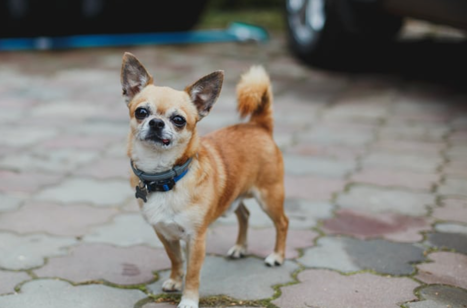 Il tue son chihuahua en le mettant vivant dans un four allumé parce qu’il aboyait trop 1 Il tue son chihuahua en le mettant vivant dans un four allumé parce qu’il aboyait trop Capture decran 2025 07 28 021659 Il tue son chihuahua en le mettant vivant dans un four allumé parce qu’il aboyait trop