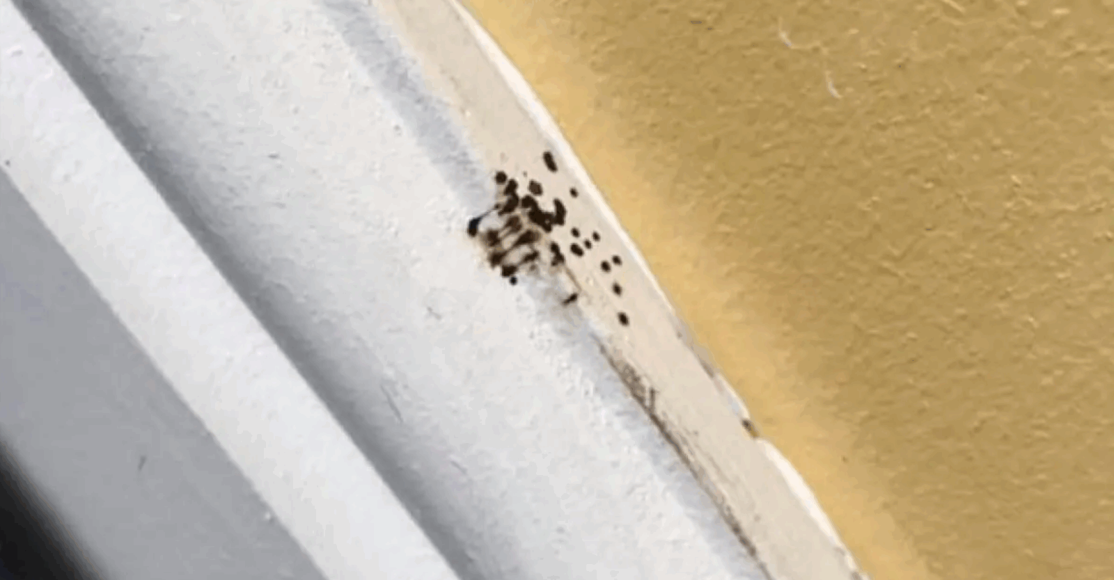 Petits points noirs dans votre cuisine ? Voici ce que cela signifie (et pourquoi vous ne devriez pas les ignorer) 1 Petits points noirs dans votre cuisine ? Voici ce que cela signifie (et pourquoi vous ne devriez pas les ignorer) Capture decran 2025 08 05 035331 Petits points noirs dans votre cuisine ? Voici ce que cela signifie (et pourquoi vous ne devriez pas les ignorer)
