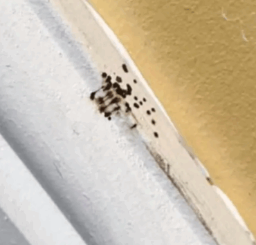 Capture decran 2025 08 05 035331 Petits points noirs dans votre cuisine ? Voici ce que cela signifie (et pourquoi vous ne devriez pas les ignorer)