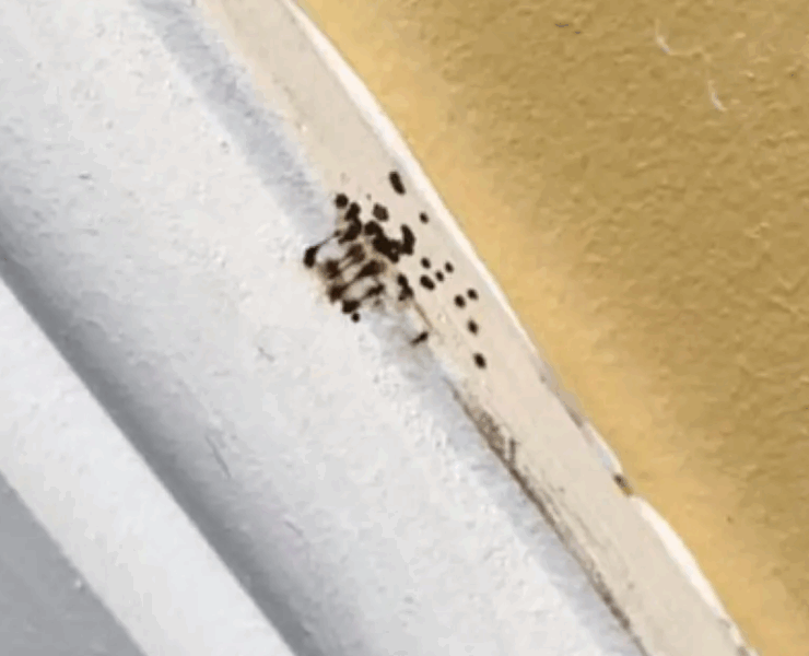 Capture decran 2025 08 05 035331 Petits points noirs dans votre cuisine ? Voici ce que cela signifie (et pourquoi vous ne devriez pas les ignorer)