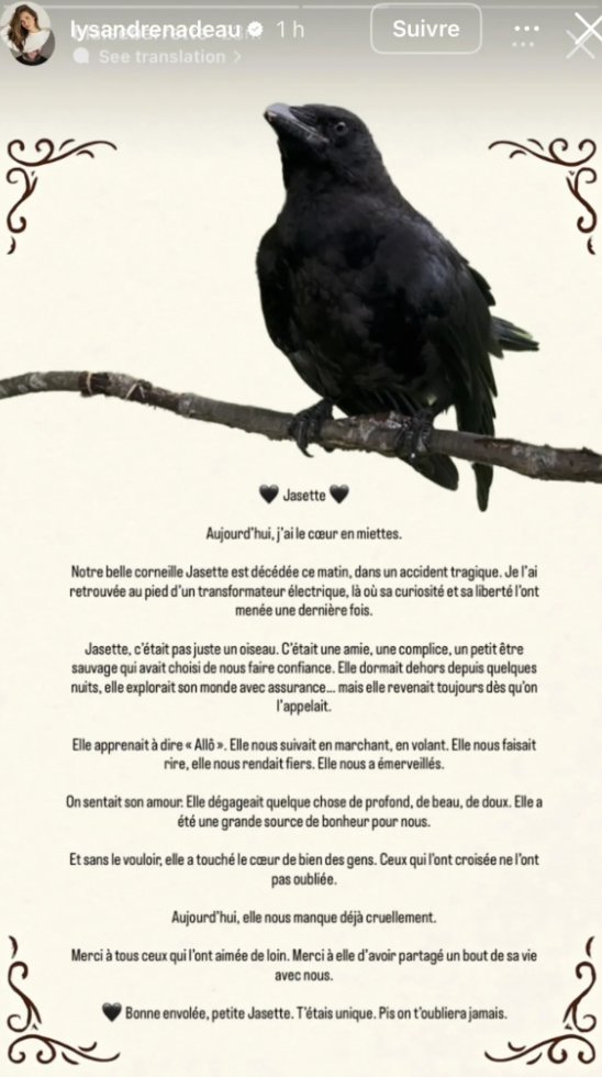 Capture decran 2025 08 05 041218 Lysandre Nadeau en deuil : Jasette, la corneille au grand cœur, s’est envolée pour toujours