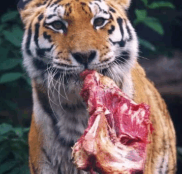 Capture decran 2025 08 07 021421 Un zoo propose aux particuliers de donner leurs animaux de compagnie pour nourrir ses fauves