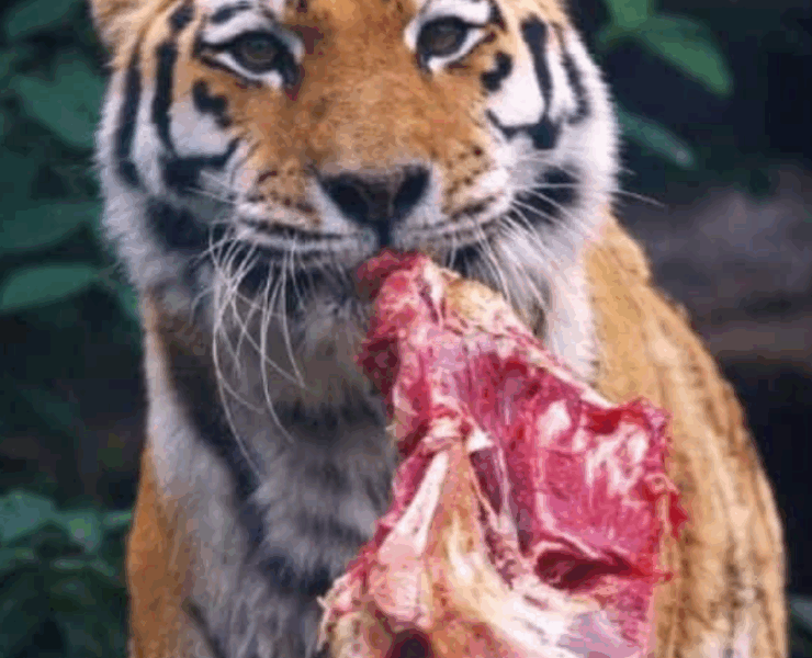 Capture decran 2025 08 07 021421 Un zoo propose aux particuliers de donner leurs animaux de compagnie pour nourrir ses fauves