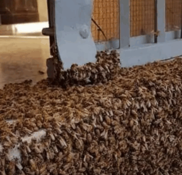 Capture decran 2025 08 15 043314 Si vous voyez cette scène, surtout… ne paniquez pas