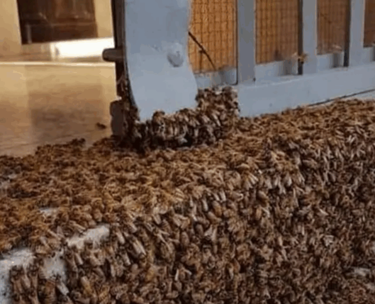 Capture decran 2025 08 15 043314 Si vous voyez cette scène, surtout… ne paniquez pas