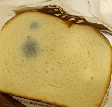 painmoisi Manger du pain moisi : oui ou non ?