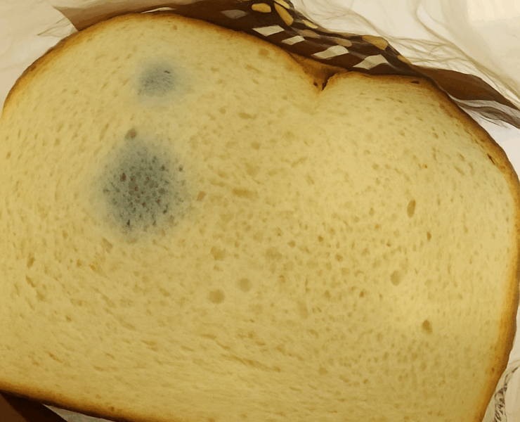 painmoisi Manger du pain moisi : oui ou non ?