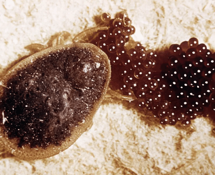 Capture decran 2025 09 01 040227 Si vous trouvez ces œufs dans votre jardin, éliminez-les immédiatement