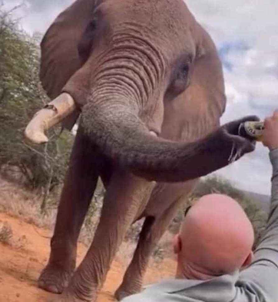 Un touriste fait boire de la bière à un éléphant au Kenya : la vidéo provoque une vague d’indignation 2 Un touriste fait boire de la bière à un éléphant au Kenya : la vidéo provoque une vague d’indignation Capture decran 2025 09 02 032140 Un touriste fait boire de la bière à un éléphant au Kenya : la vidéo provoque une vague d’indignation