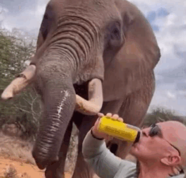 Un touriste fait boire de la bière à un éléphant au Kenya : la vidéo provoque une vague d’indignation 4 Un touriste fait boire de la bière à un éléphant au Kenya : la vidéo provoque une vague d’indignation Capture decran 2025 09 02 032144 Un touriste fait boire de la bière à un éléphant au Kenya : la vidéo provoque une vague d’indignation