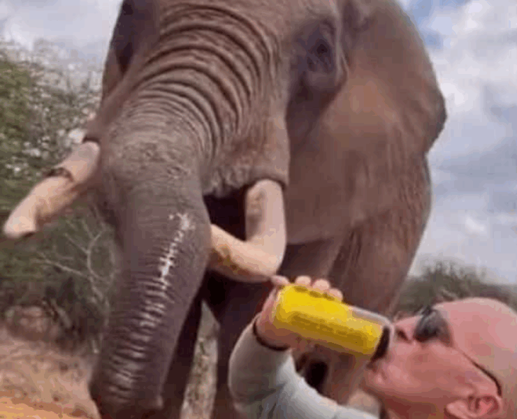 Capture decran 2025 09 02 032144 Un touriste fait boire de la bière à un éléphant au Kenya : la vidéo provoque une vague d’indignation