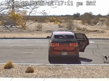 Une caméra filme un conducteur abandonnant lâchement son chiot en lui disant « bye bye » 2 Une caméra filme un conducteur abandonnant lâchement son chiot en lui disant « bye bye » Capture decran 2025 09 08 062022 1 Une caméra filme un conducteur abandonnant lâchement son chiot en lui disant « bye bye »