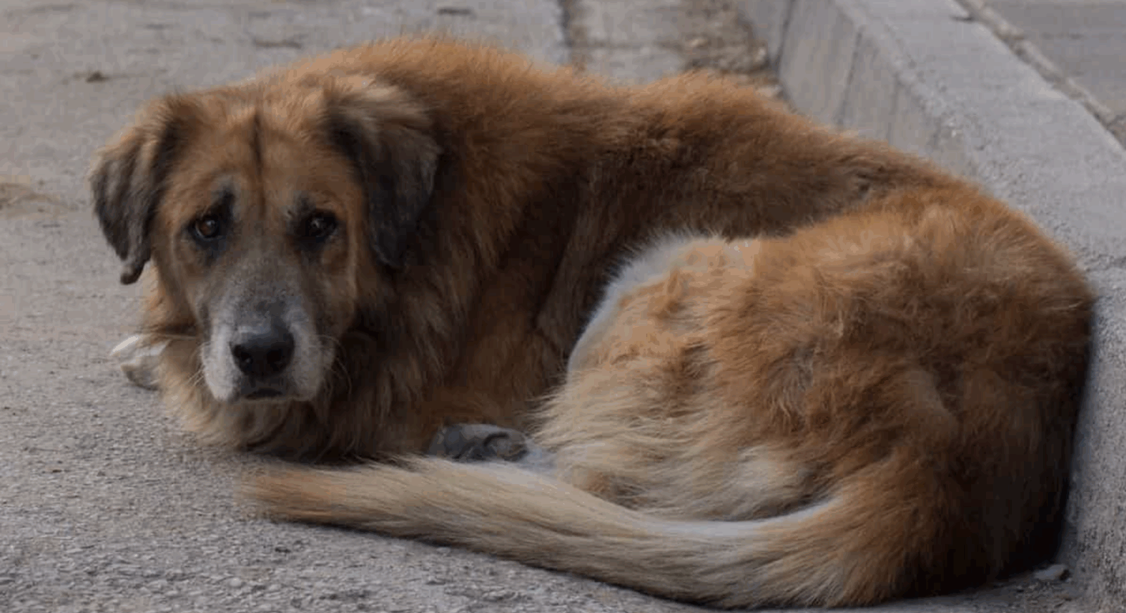 Un individu torture un chien à mort et lui enfonce un bâton dans le rectum 1 Un individu torture un chien à mort et lui enfonce un bâton dans le rectum Capture decran 2025 09 19 051733 Un individu torture un chien à mort et lui enfonce un bâton dans le rectum