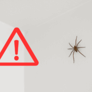 Capture decran 2025 10 10 142944 Invasion d’araignées dans la maison : comment les faire fuir pour de bon