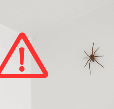 Capture decran 2025 10 10 142944 Invasion d’araignées dans la maison : comment les faire fuir pour de bon