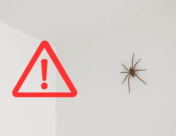 Capture decran 2025 10 10 142944 Invasion d’araignées dans la maison : comment les faire fuir pour de bon