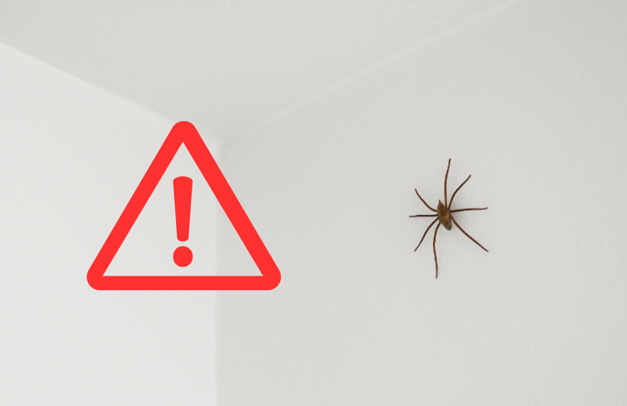 Invasion d’araignées dans la maison : comment les faire fuir pour de bon 1 Invasion d’araignées dans la maison : comment les faire fuir pour de bon Capture decran 2025 10 10 142944 Invasion d’araignées dans la maison : comment les faire fuir pour de bon