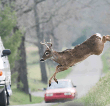 Un chevreuil provoque un grave accident en Estrie : trois personnes grièvement blessées 2 Un chevreuil provoque un grave accident en Estrie : trois personnes grièvement blessées Capture decran 2025 10 16 160315 Un chevreuil provoque un grave accident en Estrie : trois personnes grièvement blessées