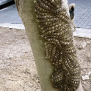 Capture decran 2025 10 19 025550 Ce que ma fille a failli toucher aurait pu lui coûter la vie : le danger caché en pleine nature