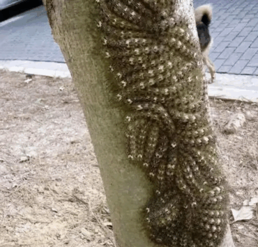 Ce que ma fille a failli toucher aurait pu lui coûter la vie : le danger caché en pleine nature 3 Ce que ma fille a failli toucher aurait pu lui coûter la vie : le danger caché en pleine nature Capture decran 2025 10 19 025550 Ce que ma fille a failli toucher aurait pu lui coûter la vie : le danger caché en pleine nature