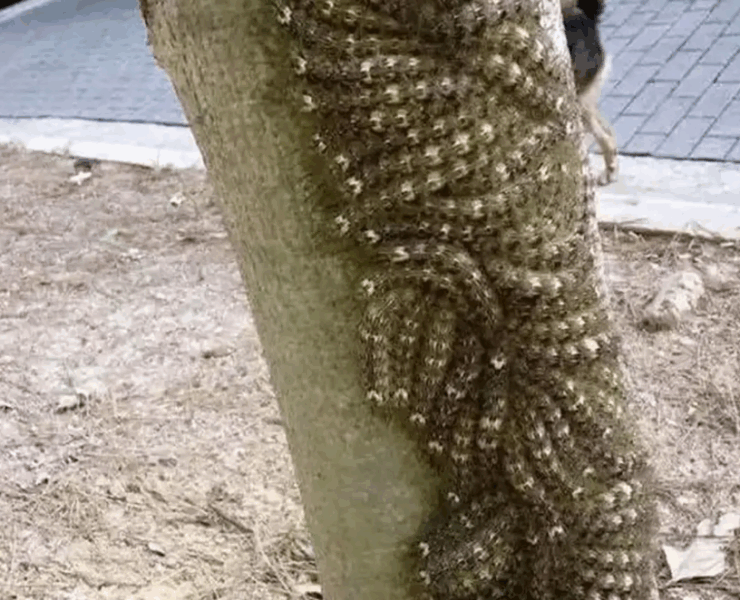 Capture decran 2025 10 19 025550 Ce que ma fille a failli toucher aurait pu lui coûter la vie : le danger caché en pleine nature