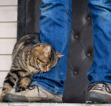 Capture decran le 2025 12 15 a 23.33.11 Pourquoi votre chat se frotte contre vous : le vrai sens de ce geste plein de tendresse