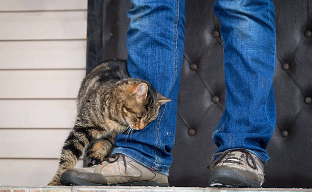 Capture decran le 2025 12 15 a 23.33.11 Pourquoi votre chat se frotte contre vous : le vrai sens de ce geste plein de tendresse