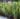 Capture decran 19 10 2025 05124 www.astucesantemag.com e1760849851992 Cette plante soigne des maladies inimaginables : une plante bien plus précieuse qu’il n’y paraît
