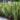 Capture decran 19 10 2025 05124 www.astucesantemag.com e1760849851992 Cette plante soigne des maladies inimaginables : une plante bien plus précieuse qu’il n’y paraît