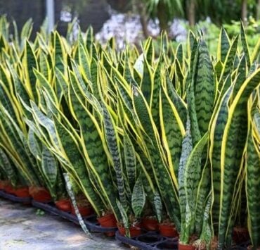 Cette plante soigne des maladies inimaginables : une plante bien plus précieuse qu’il n’y paraît 2 Cette plante soigne des maladies inimaginables : une plante bien plus précieuse qu’il n’y paraît Capture decran 19 10 2025 05124 www.astucesantemag.com e1760849851992 Cette plante soigne des maladies inimaginables : une plante bien plus précieuse qu’il n’y paraît