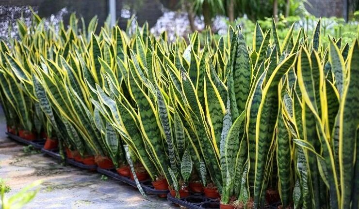 Capture decran 19 10 2025 05124 www.astucesantemag.com e1760849851992 Cette plante soigne des maladies inimaginables : une plante bien plus précieuse qu’il n’y paraît