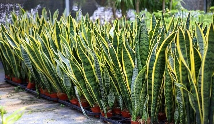 Cette plante soigne des maladies inimaginables : une plante bien plus précieuse qu’il n’y paraît 1 Cette plante soigne des maladies inimaginables : une plante bien plus précieuse qu’il n’y paraît Capture decran 19 10 2025 05124 www.astucesantemag.com e1760849851992 Cette plante soigne des maladies inimaginables : une plante bien plus précieuse qu’il n’y paraît